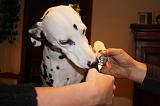 GRIFFES - DALMATIEN 031